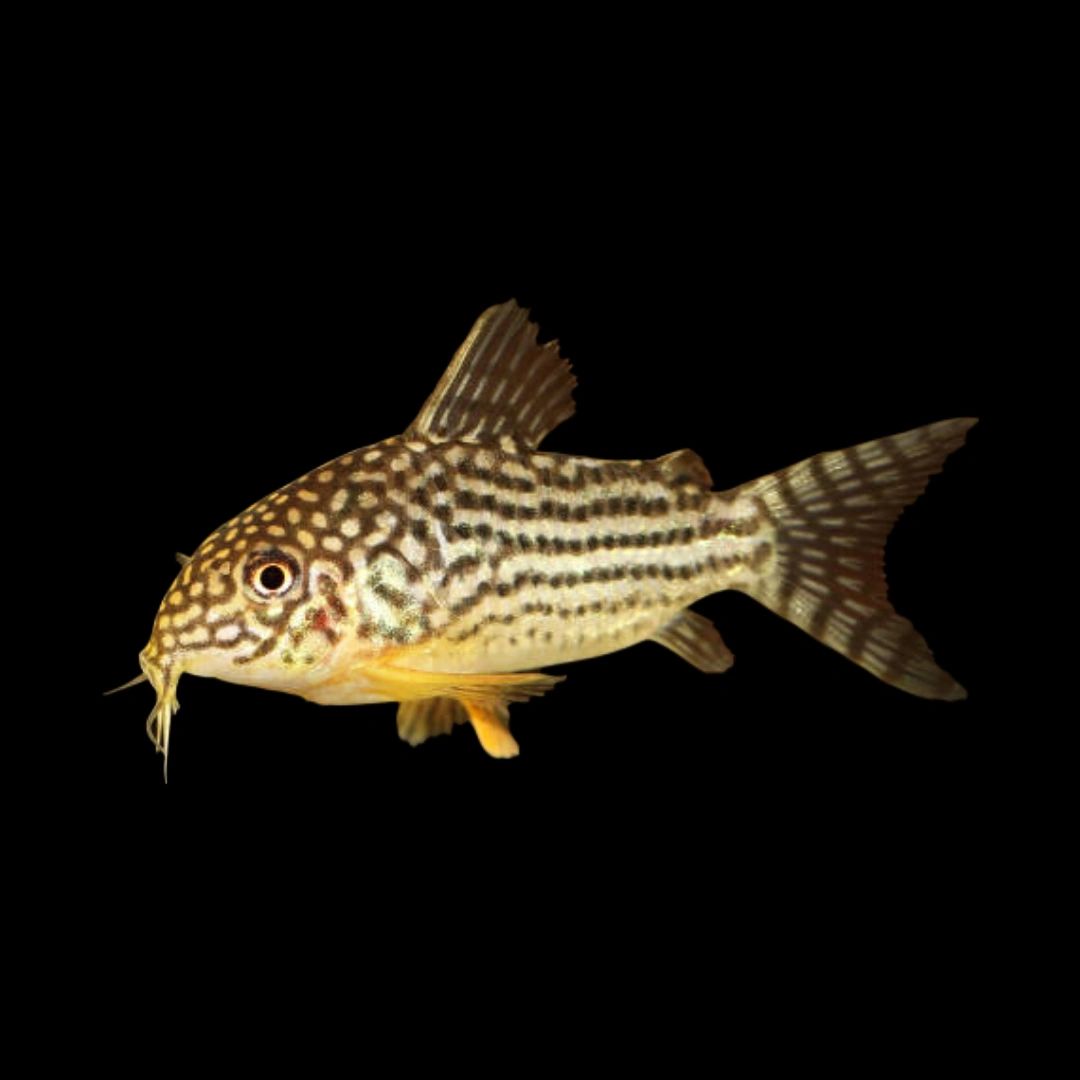 [ 4 Piece ₹750 ] Julii Cory Catfish